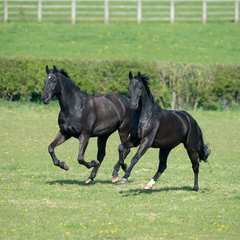 British Horse Society